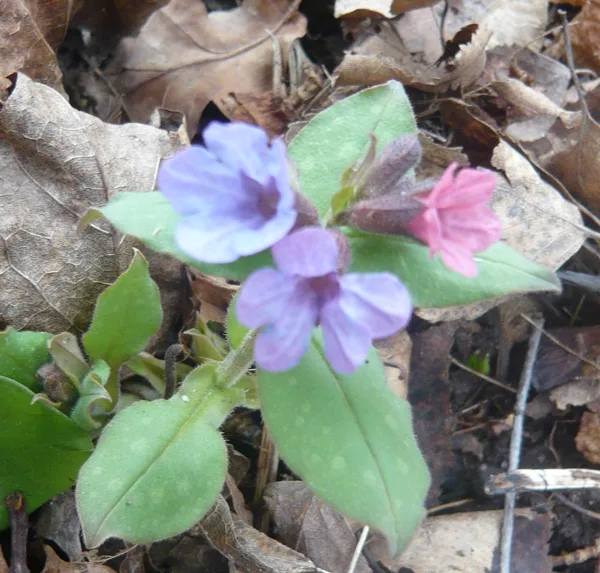 Pulmonaria obscura  