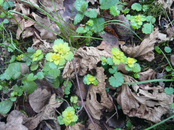 Pamīšlapu pakrēslīte Chrysosplenium alternifolium