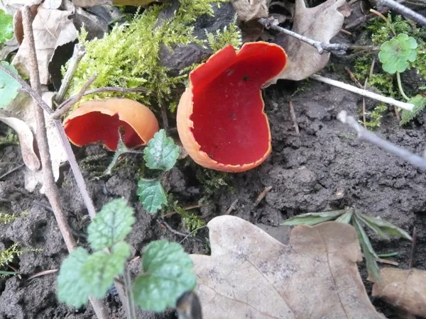 Austrijas agrene
