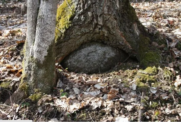 Dinozaura ola
